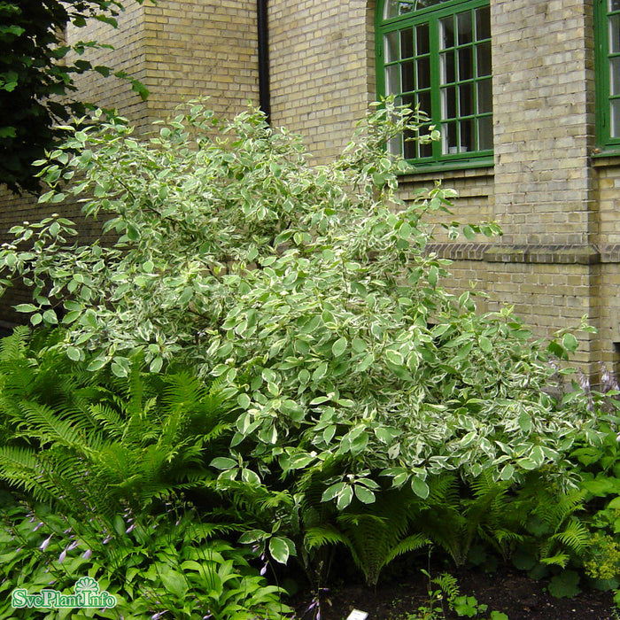 Cornus alba 'Sibirica Variegata' Solitär C10 80-100cm