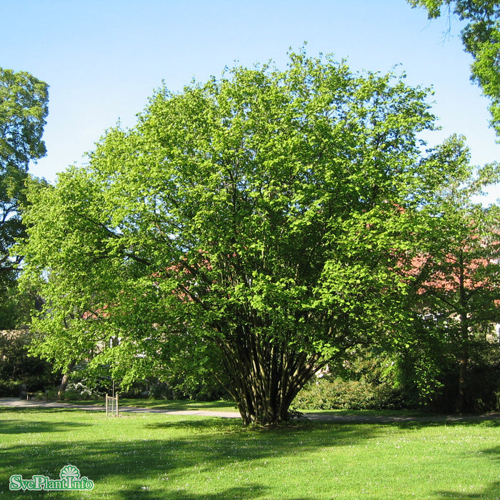 Corylus avellana E Busk C5