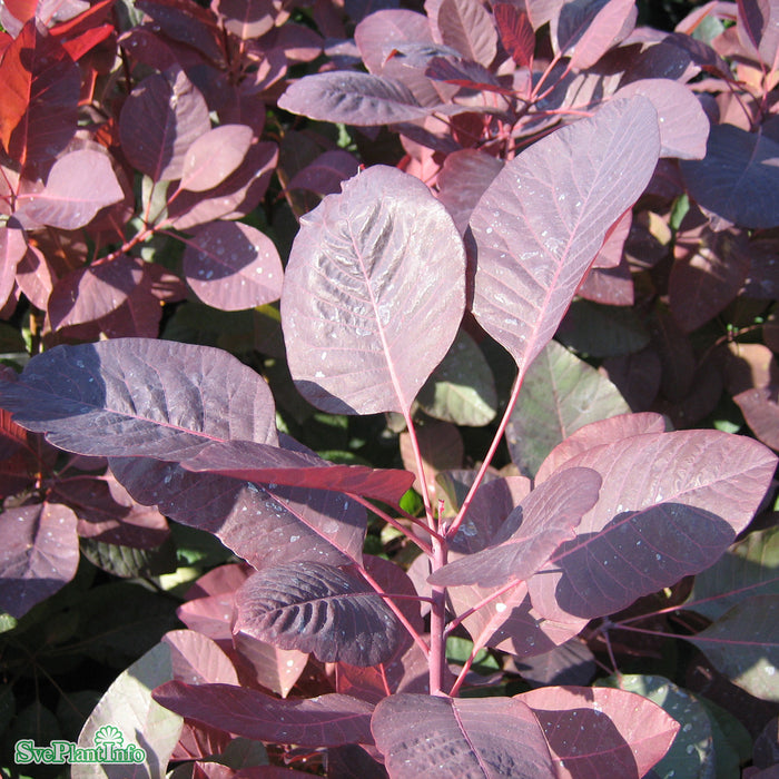 Cotinus 'Grace' Co 40-50cm