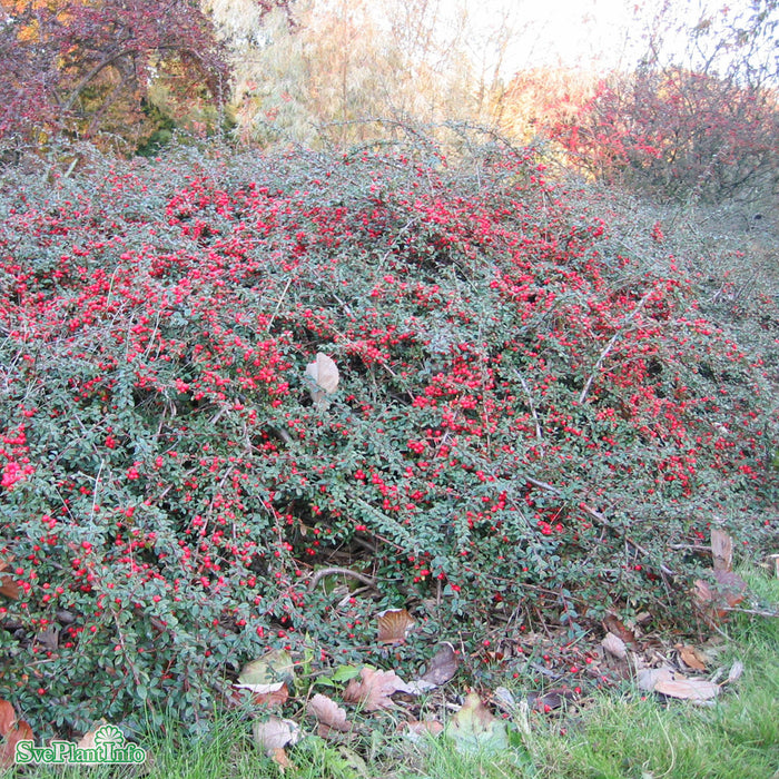 Cotoneaster x suecicus 'Coral Beauty' Busk 20-30cm C2