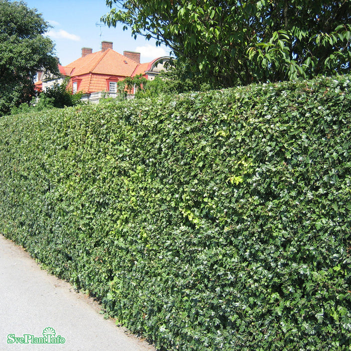 Crataegus monogyna Solitär C20 175-200cm