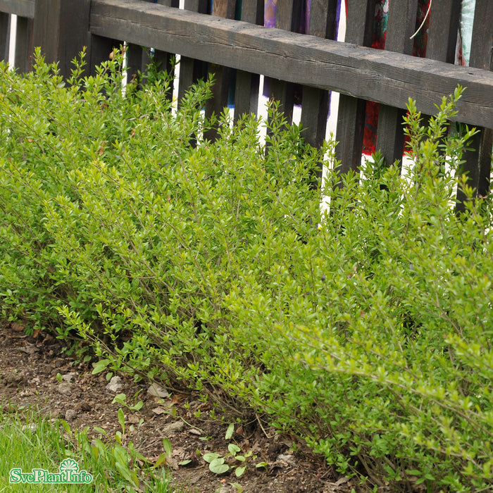 Ligustrum vulgare 'Lodense' Busk C3 30-40cm