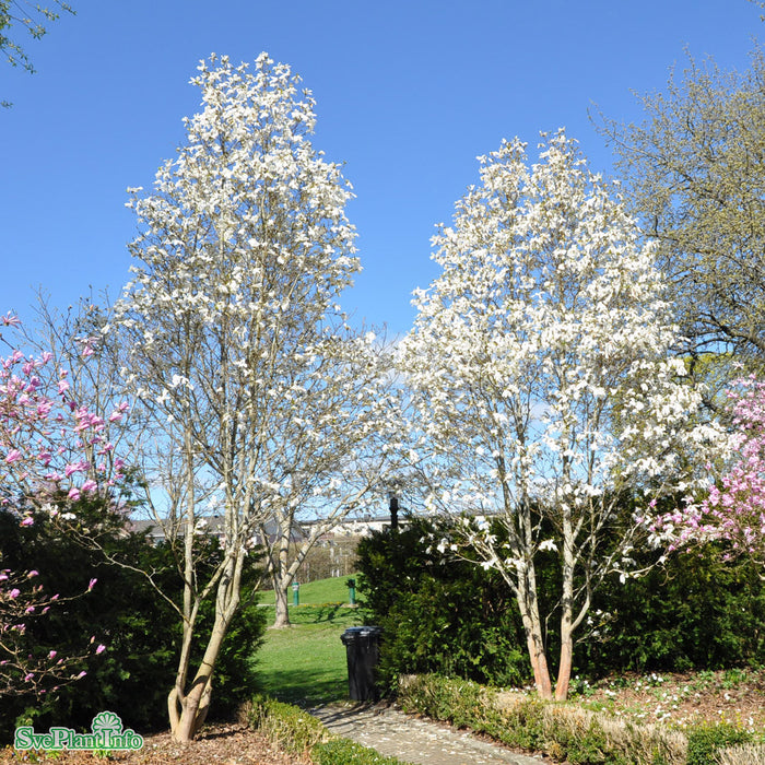 Magnolia salicifolia 'Wada's Memory' Solitär Kl 150-175cm