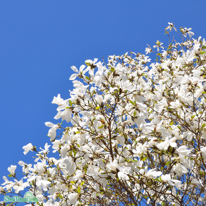 Magnolia salicifolia 'Wada's Memory' Solitär Kl 150-175cm