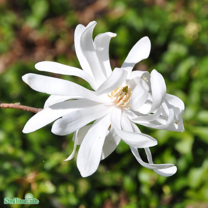 Magnolia stellata 'George Henry Kern' Stam C10 60cm 2-årig