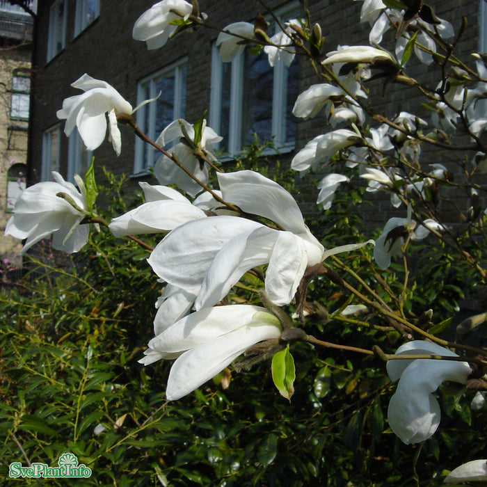 Magnolia salicifolia 'Wada's Memory' Solitär Kl 150-175cm