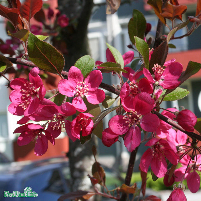 Malus 'Profusion' Högstam So 8-10