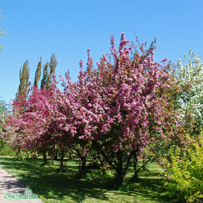 Malus 'Profusion' Högstam So 8-10