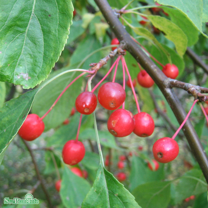Malus 'Red Jade' C20 120cm Stam