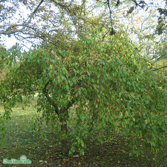 Malus 'Red Jade' C20 120cm Stam
