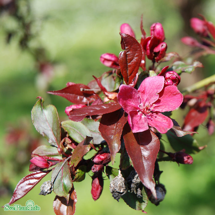 Malus 'Royalty' C18 XXL Högstam 125cm