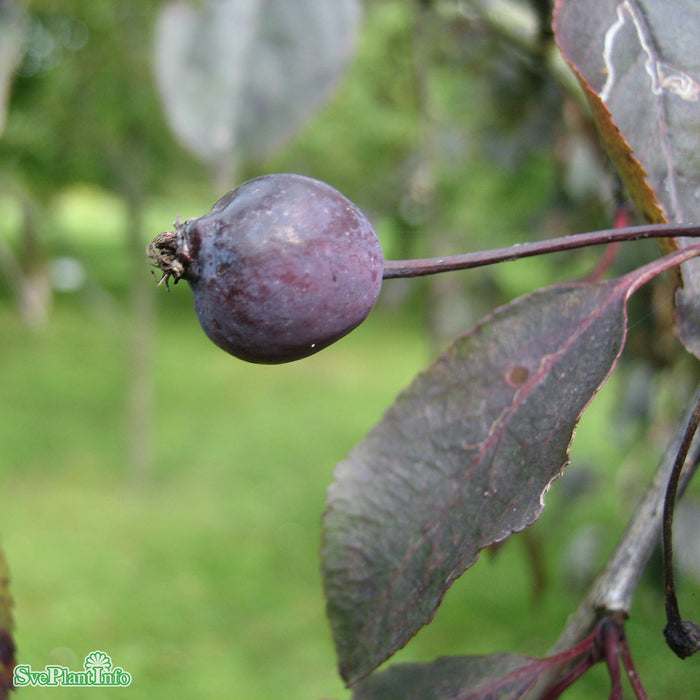 Malus 'Royalty' C18 XXL Högstam 125cm