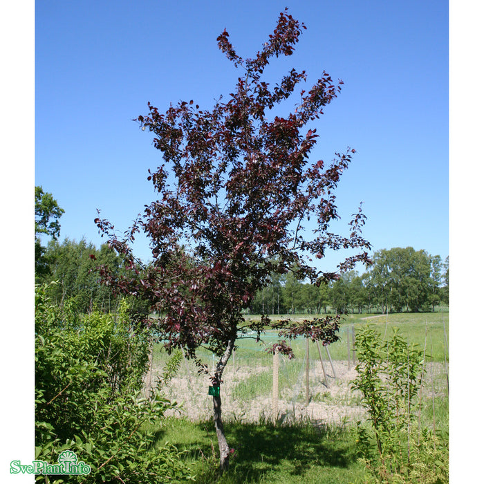 Malus 'Royalty' C18 XXL Högstam 125cm