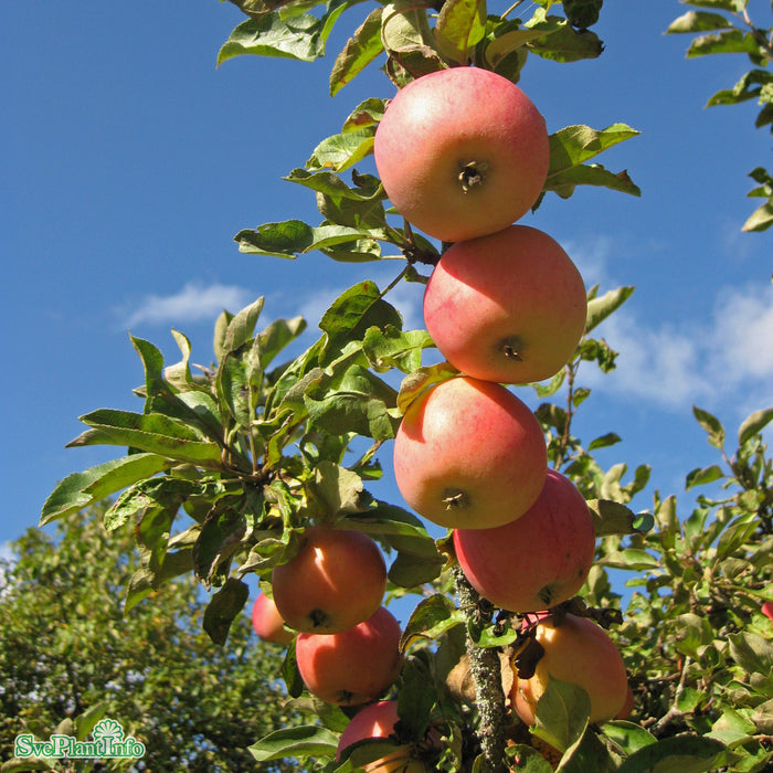 Malus domestica 'Åkerö' A2 Ompl. 3-4 års C20 Ompl. 3-4 års C20