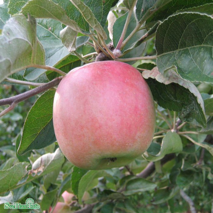 Malus domestica 'Åkerö' A2 Stam 2-års A-kval  Co