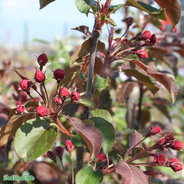 Malus 'Rudolph' Solitär C20 200-250cm