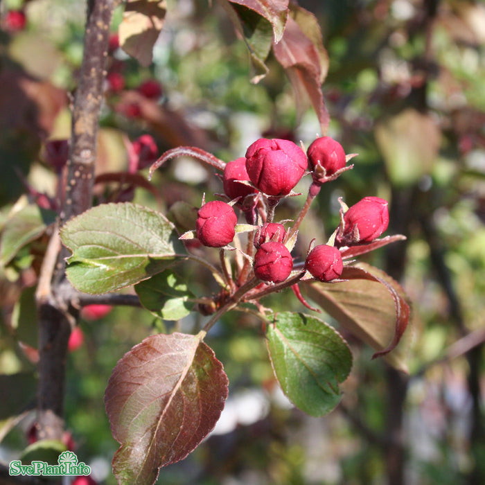Malus 'Rudolph' Stam 90-110 Co
