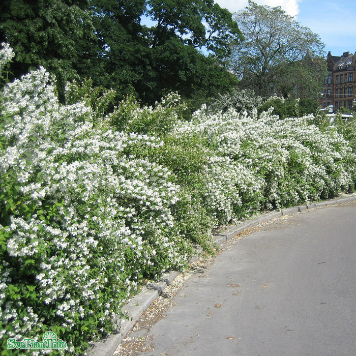 Philadelphus polyanthus 'Mont Blanc' Busk C3