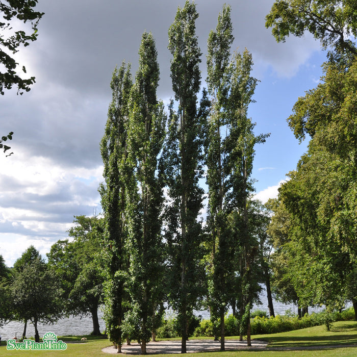 Populus tremula 'Erecta' Ungträd 200-250 C10