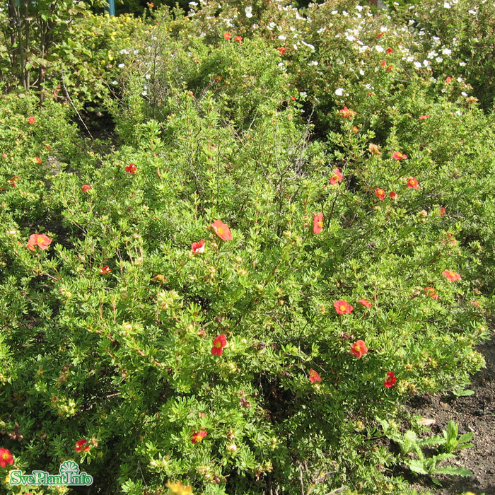Dasiphora (Fruticosa) 'Red Ace' C2,8 30-40cm