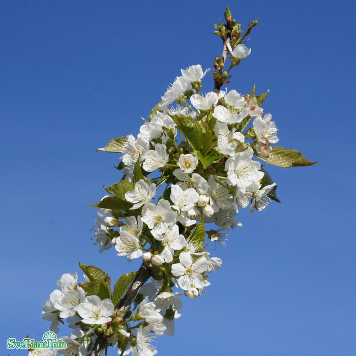Prunus avium 'Gårdebo' E P.Colt Stam 2-års A-kval Co