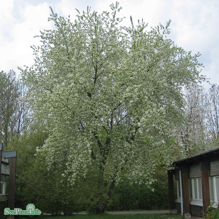 Prunus mahaleb Solitär C20 150-200cm