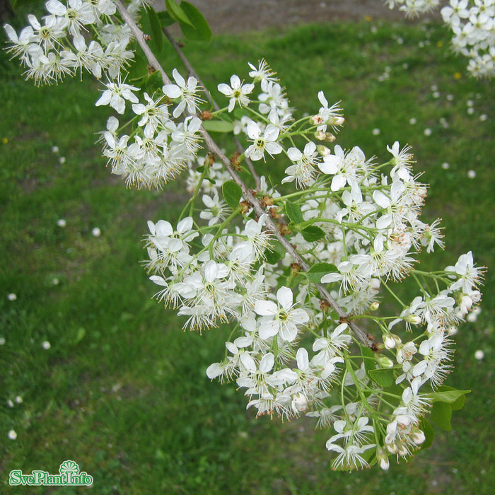 Prunus mahaleb Solitär C20 150-200cm