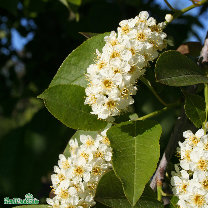 Prunus virginiana 'Shubert' Ungträd 200-250cm Co