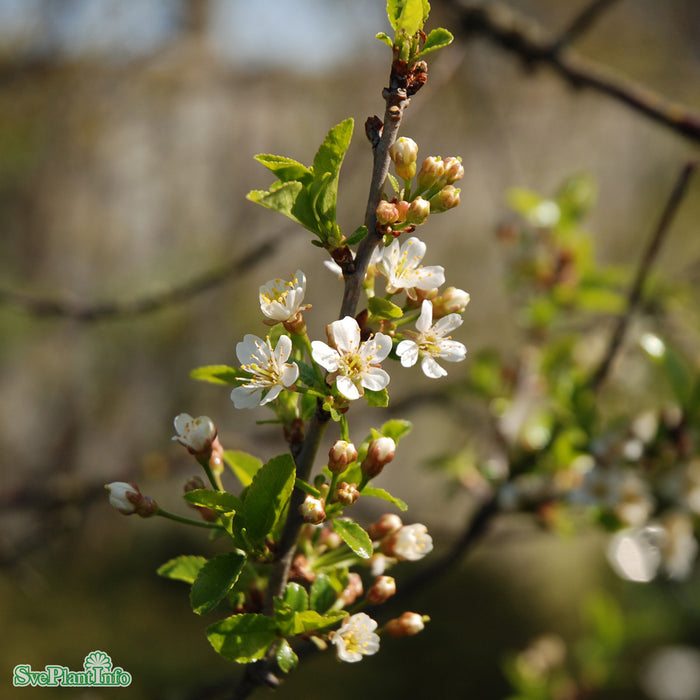 Prunus x eminens 'Umbraculifera' Stam C15 200cm serrulast