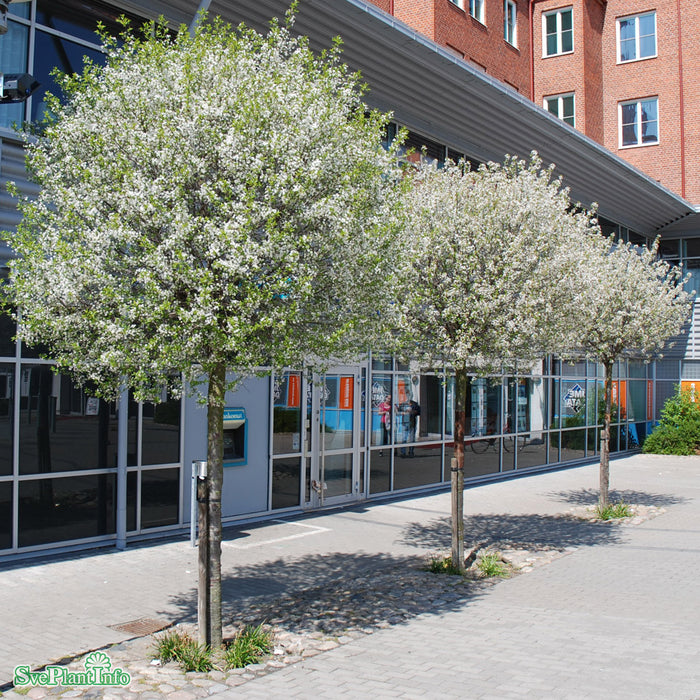 Prunus eminens 'Umbraculifera' Stam C12 120cm