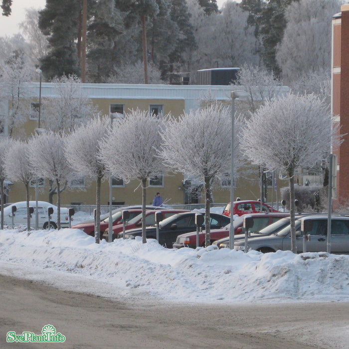 Prunus x eminens 'Umbraculifera' Högstam C20 200cm
