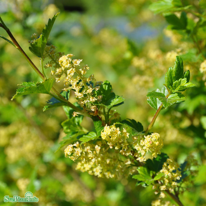 Ribes alpinum 'Schmidt' C3,0