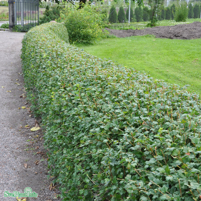 Ribes alpinum 'Schmidt' Busk C3,5