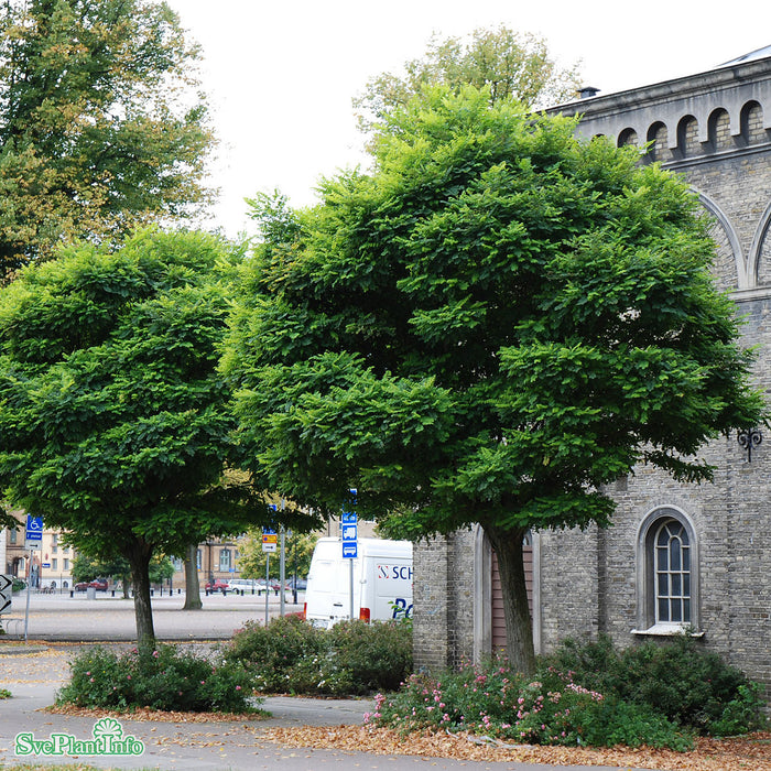 Robinia pseudoacacia 'Umbraculifera' Högstam Kl So 12-14