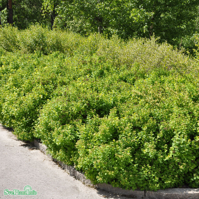 Spiraea betulifolia 'Tor' Busk C4,5 25-30cm