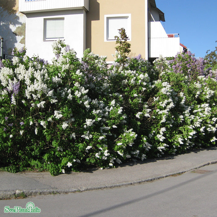 Syringa vulgaris 'Alba' Busk C5
