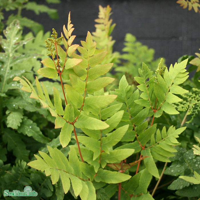 Osmunda regalis 'Purpurascens' A-kval