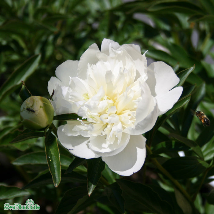 Paeonia lactiflora 'Duchesse de Nemours' A-kval C4