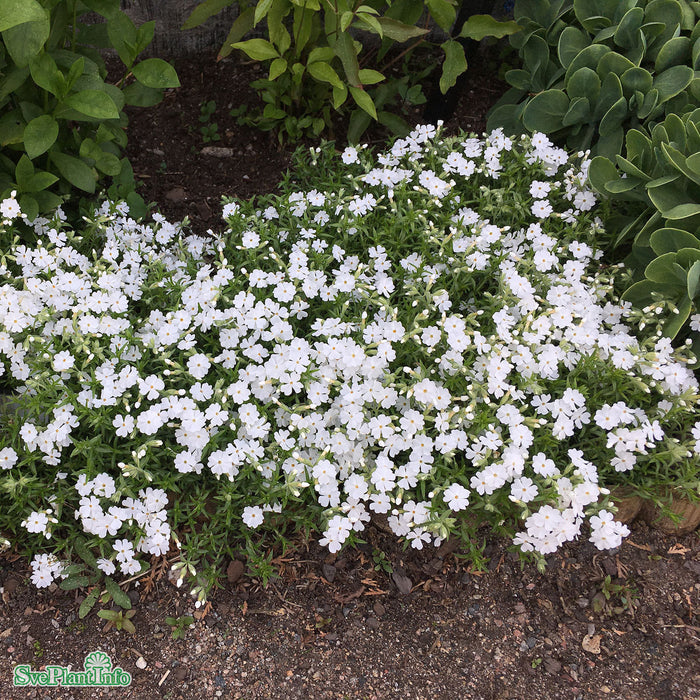 Phlox subulata 'Maischnee' A-kval