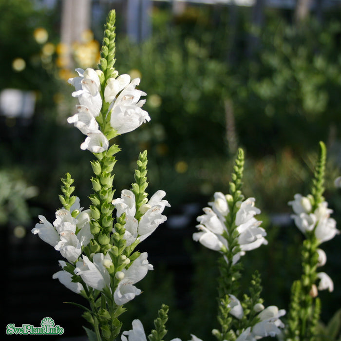 Physostegia virginiana 'Summer Snow' A-kval