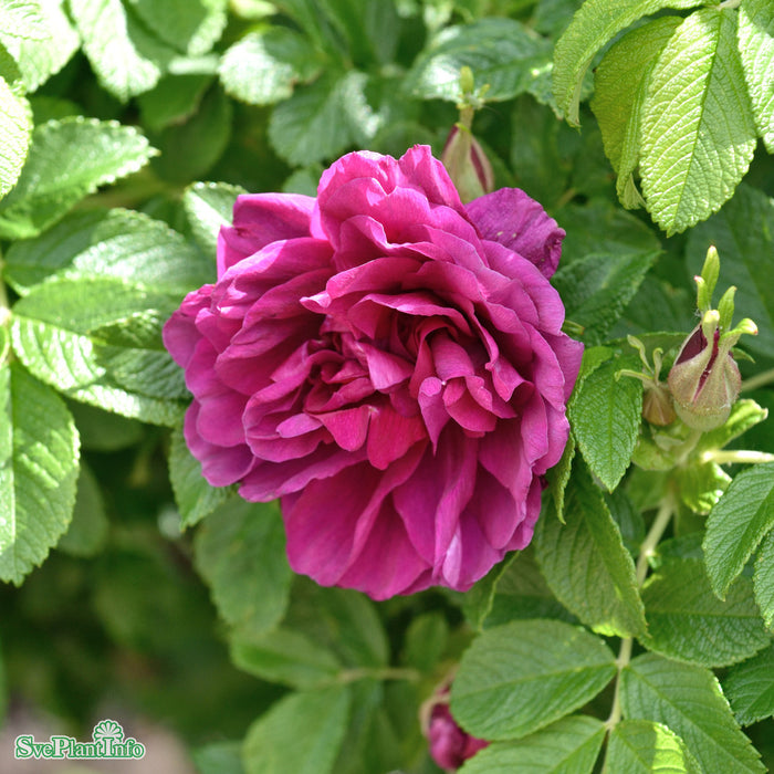 Rosa rugosa 'Hansa' Busk C3,5