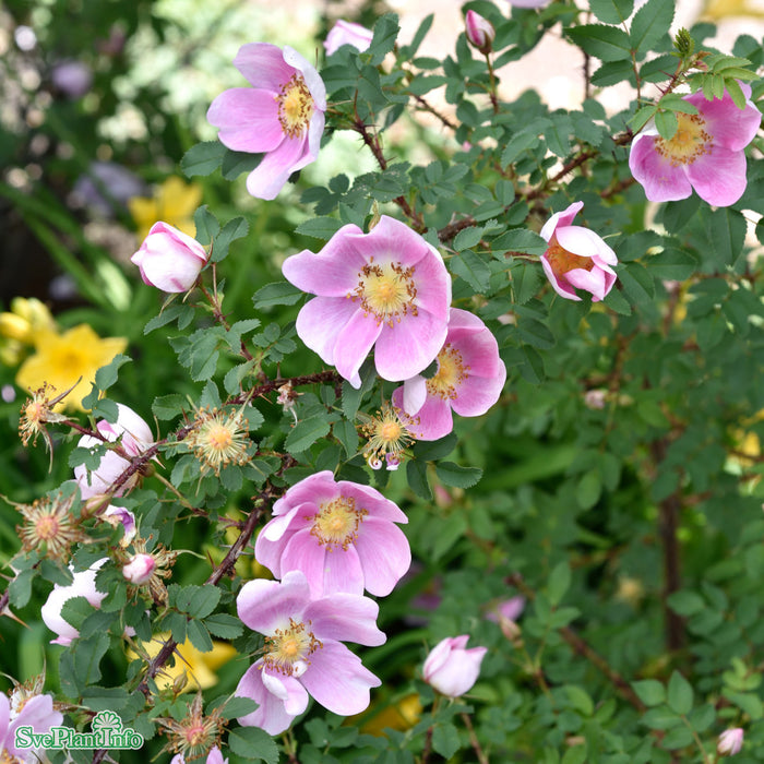 Rosa (Spinosissima) 'Hällestorp' A-kval C4