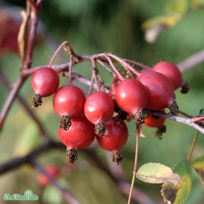 Rosa glauca A-kval C4