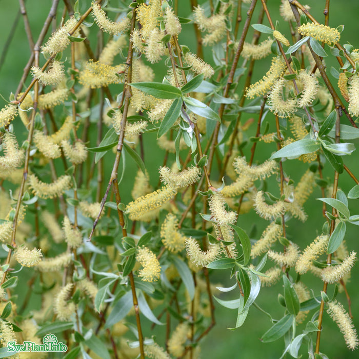 Salix alba var. sericea Ungträd C10 175-200cm