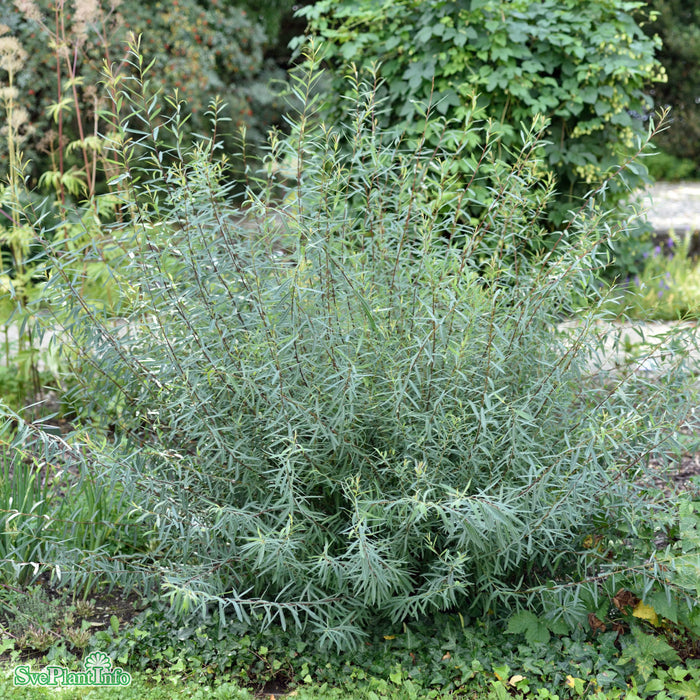 Salix purpurea 'Nana' Busk C3,5