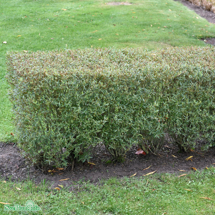 Salix purpurea 'Nana' Busk C3,5