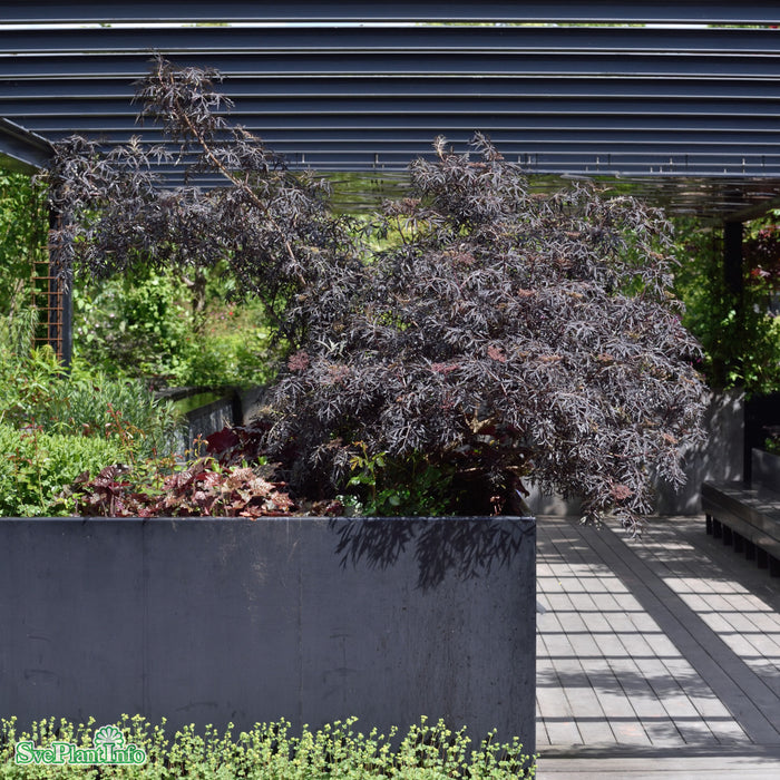 Sambucus nigra 'Black Lace' Busk C6