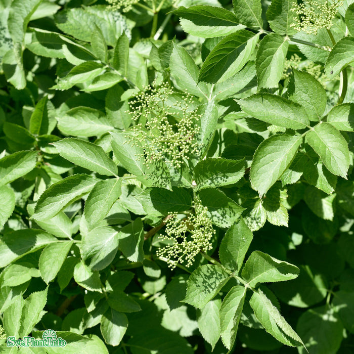 Sambucus nigra Paraplyform Kl 150-200 250-300cm