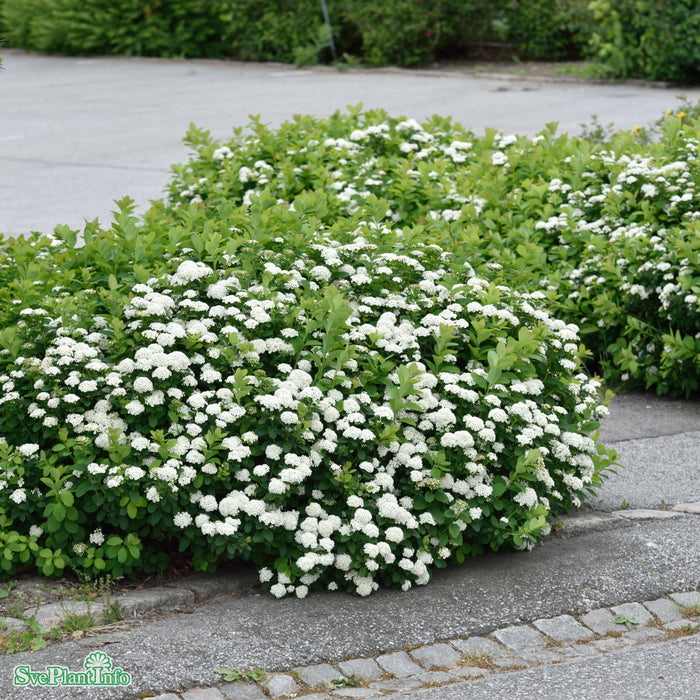 Spiraea betulifolia 'Tor' E C3