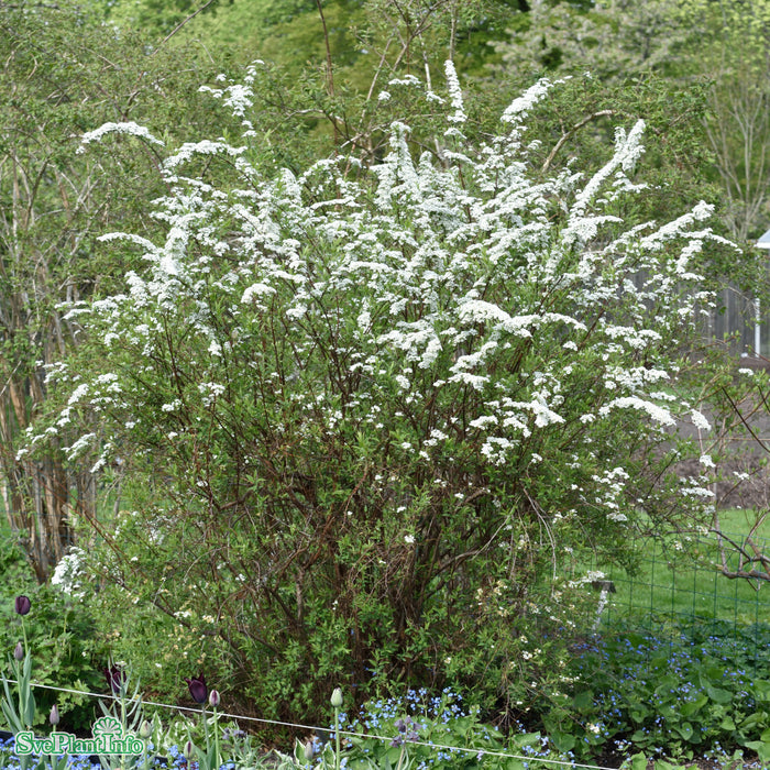 Spiraea x cinerea 'Grefsheim' Solitär C10 80-100cm